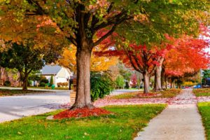 5 Most Important Fall Tree Care Tips