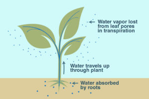 Early leaf drop - heat stress- transpiration