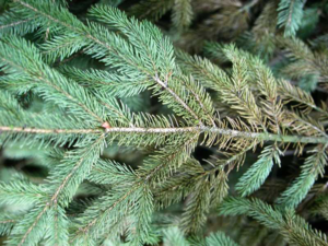 spruce spider mites