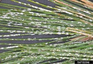 Pine needle scale - common evergreen problems