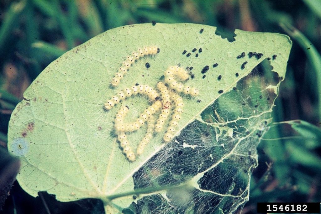 Defoliation by fall webworm 