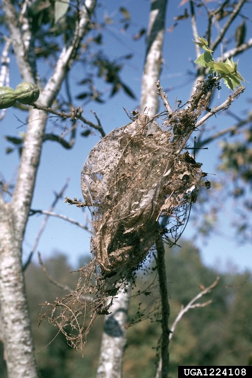 Fall webworm nest