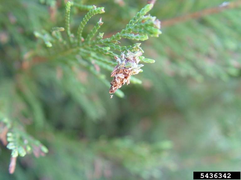 Evergreen Leyland cypress bagworm infestation tree needle loss damage