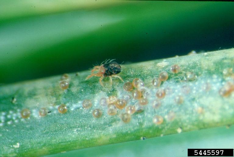 Evergreen spruce spider mite infestation damage