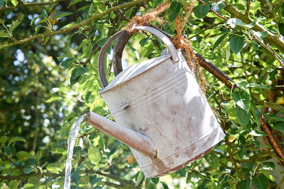 Watering Can for Stressed Trees