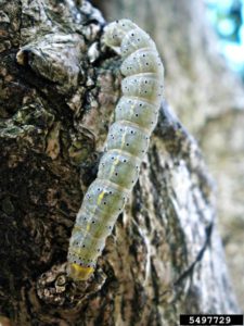 Hibiscus-Leaf Moth Caterpillar tree bug  type of caterpillars