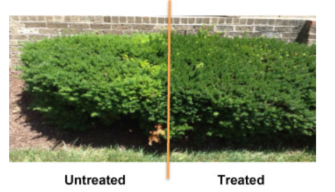 before and after shrub growth regulator for plant
