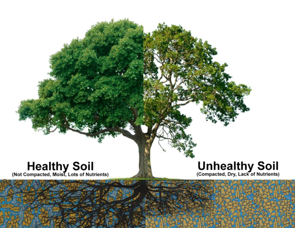 healthy soil versus unhealthy soil compare and contrast compares nutrients