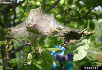 spray dormant oil horticultural spray to protect against eastern tent caterpillar infestation
