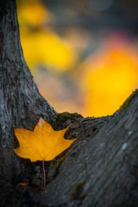 fall leaf on tree bark