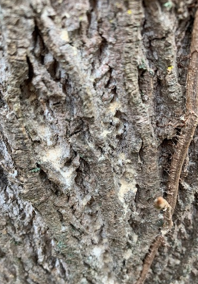 Ambrosia Borer Beetle damage that could've been prevented with tree care borer treatment 