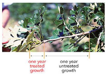 tree growth regulator difference diagram