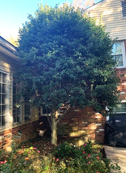 Big Holly Tree growing close to gutters and house, would benefit from tree growth regulators 