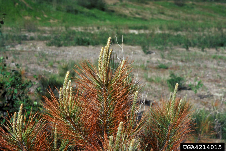 evergreen tree in winter affected by winter burn desiccation 