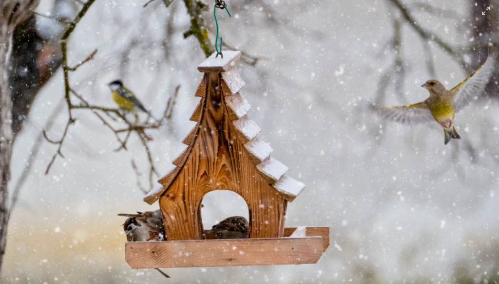 A Christmas tree can be recycled to help provide shelter for animals like birds and rabbits 