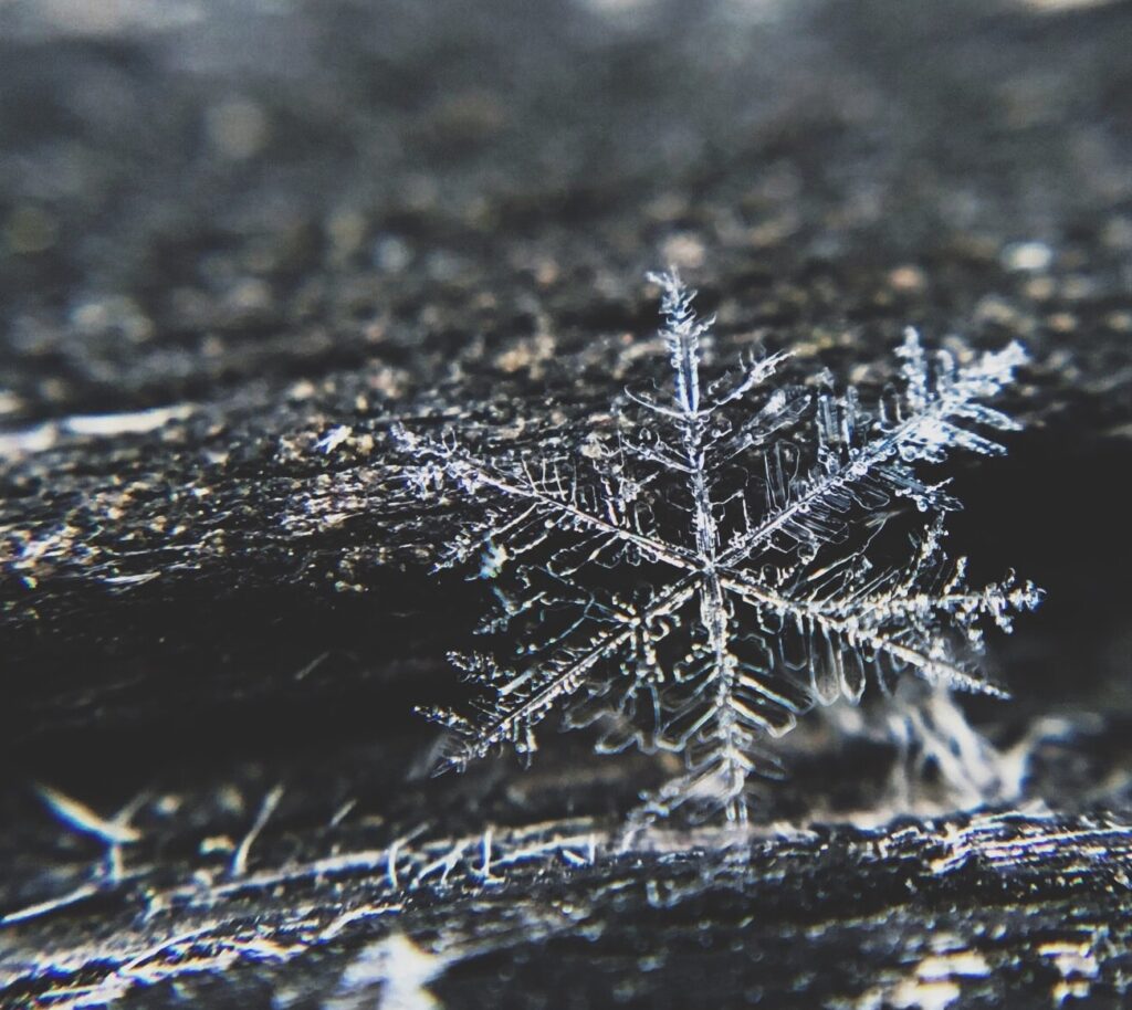 snowflake on tree in winter