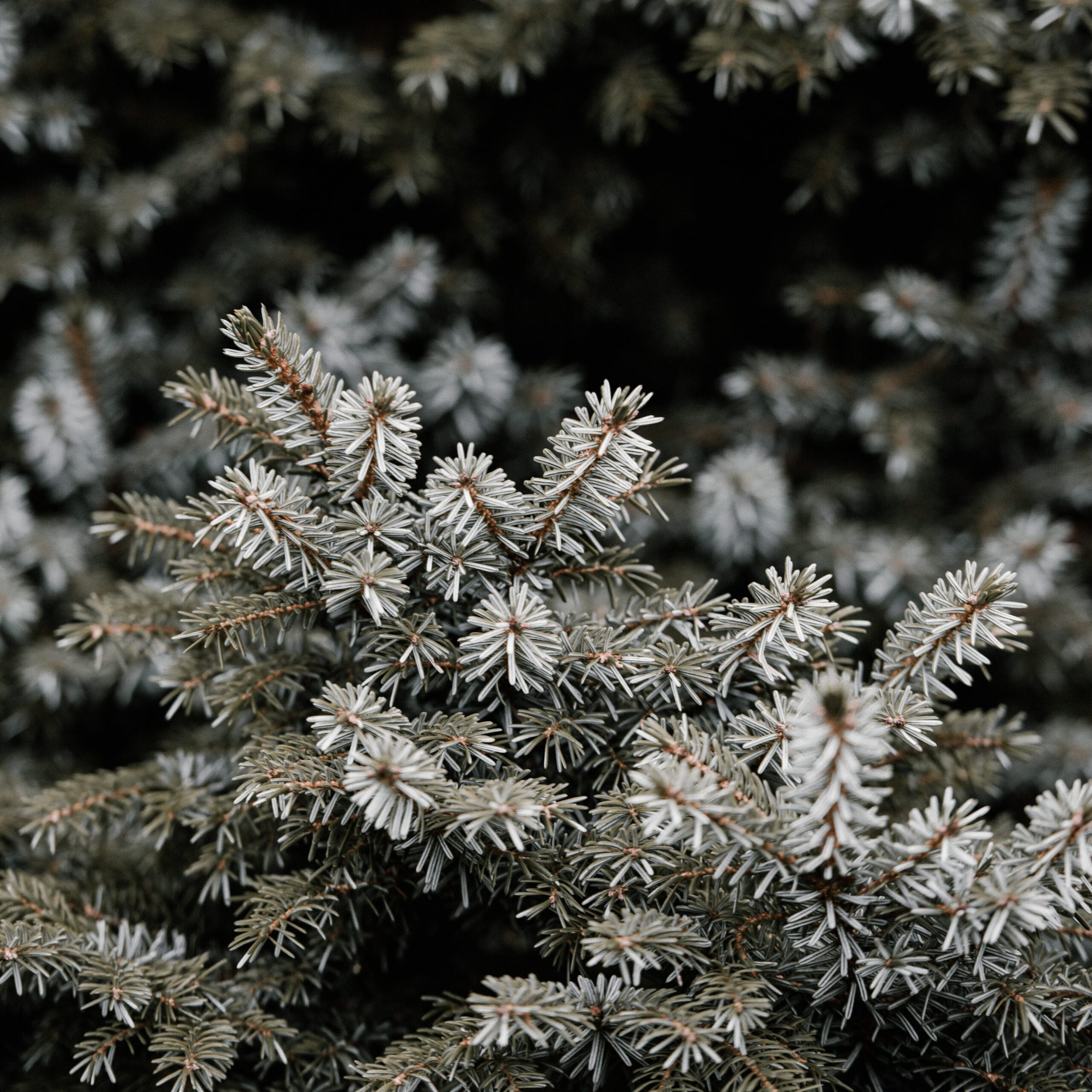 evergreen tree in winter needles covered in snow