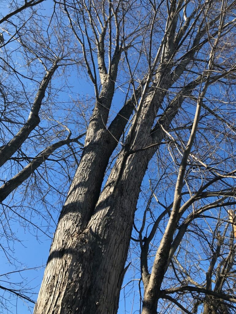 dormant trees can benefit from cabling, such as this one 
