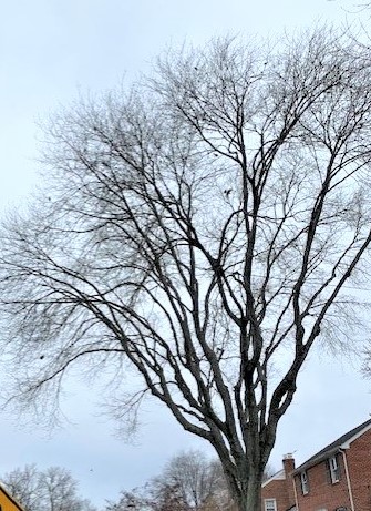 dormant trees have identifiable structural defects, suggested tree cabling 