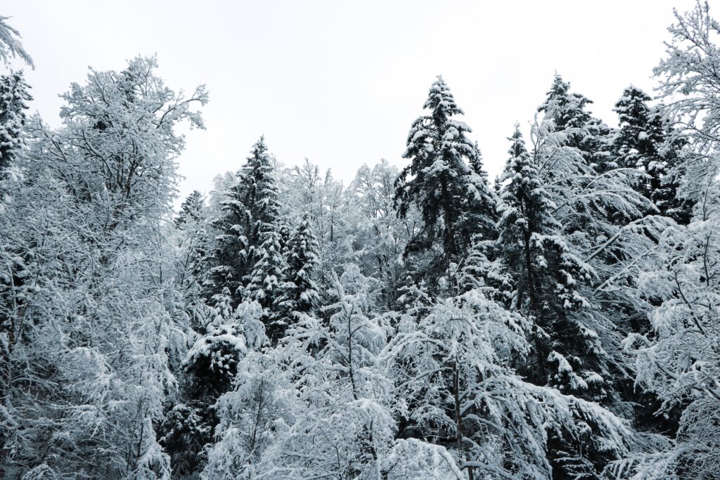 evergreen trees in winter storm 