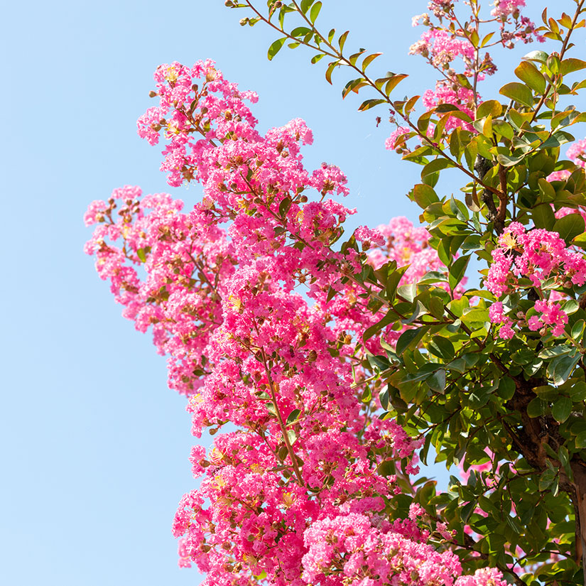 crepe myrtle tree with pretty pink flowers