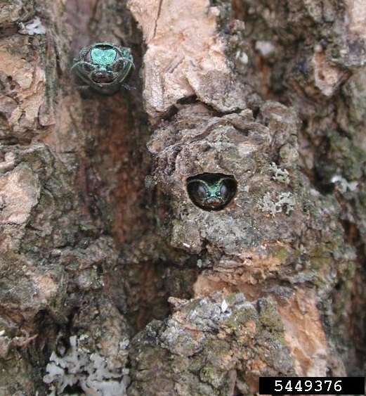 tree bug emerald ash borer infestation in tree bark 
