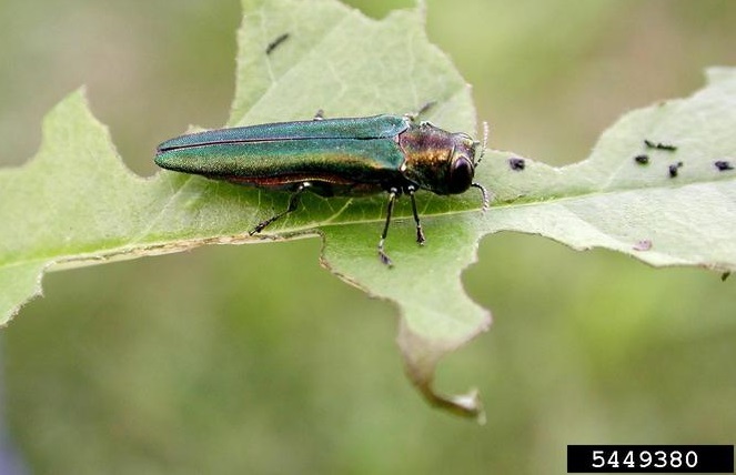 emerald ash borer tree bug infestation on tree leaf
