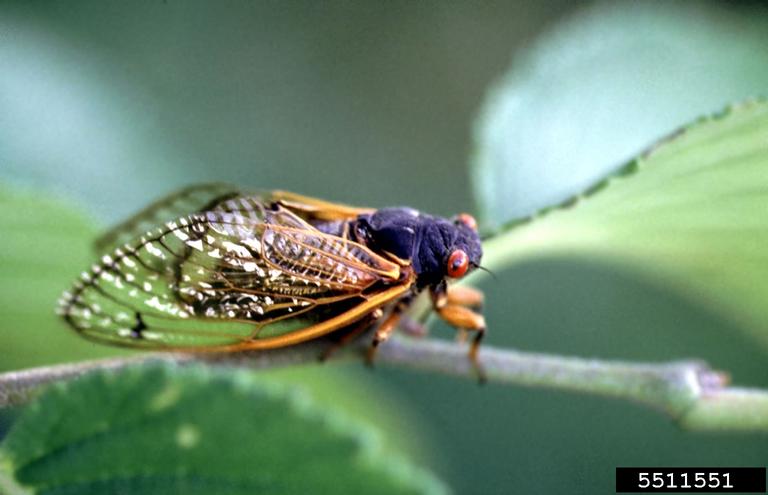yellow periodical cicada tree bug