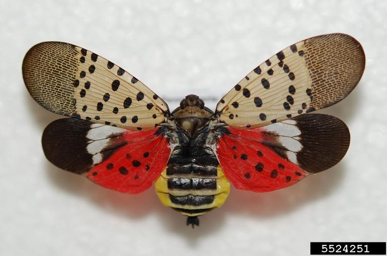 spotted lanternfly tree bug
