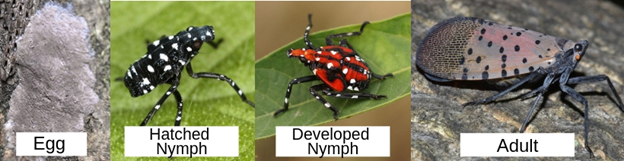 Spotted lanternfly tree bug life stages