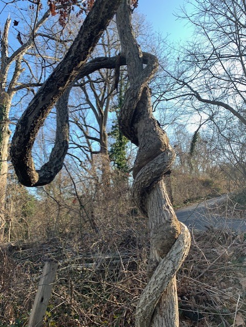 wisteria invasive plant species found in northern virginia dc metro area by an RTEC Certified Arborist tree expert