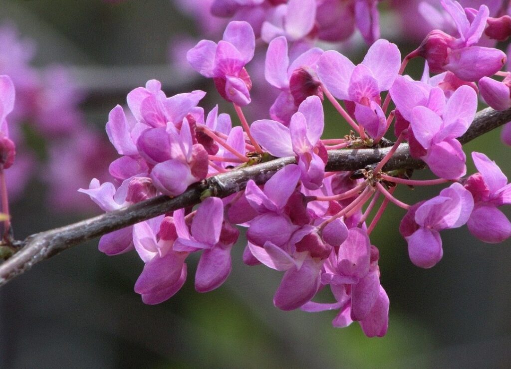 redbud blossoms on tree that symbolize love through heart shaped leaves