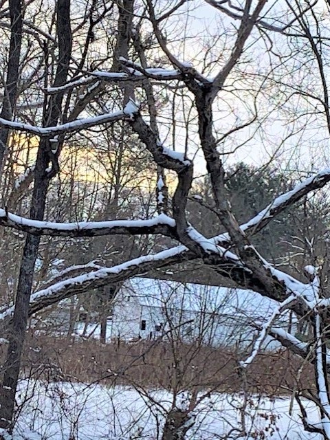 heavy snow on tree branches in winter storm 
