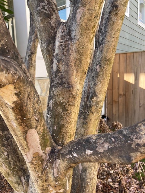 Sooty mold and azalea bark scale found on stems of crepe myrtle trees; spotted by one of our Certified Arborists
