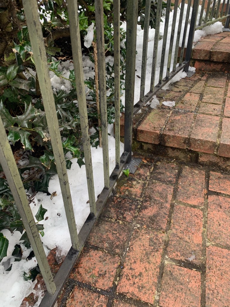 Black sooty mold found on walkway patio outside home