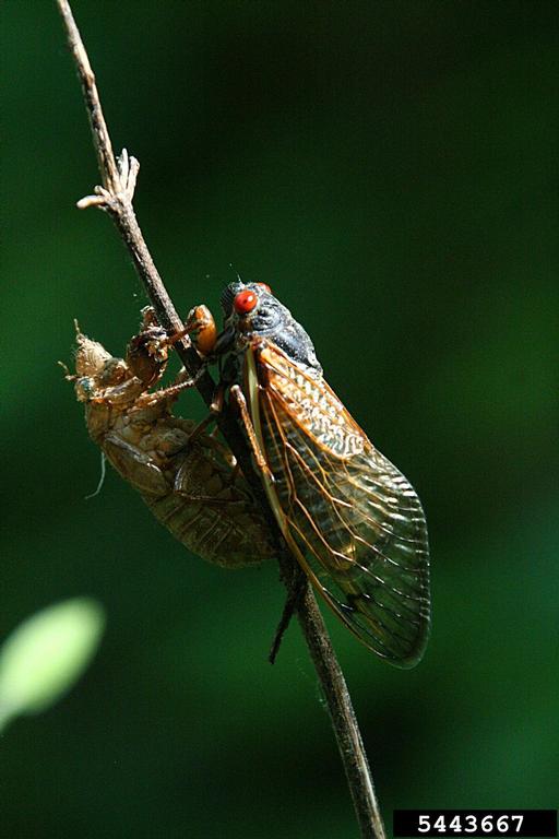 Periodical brood x cicada expected to emerge in 2021