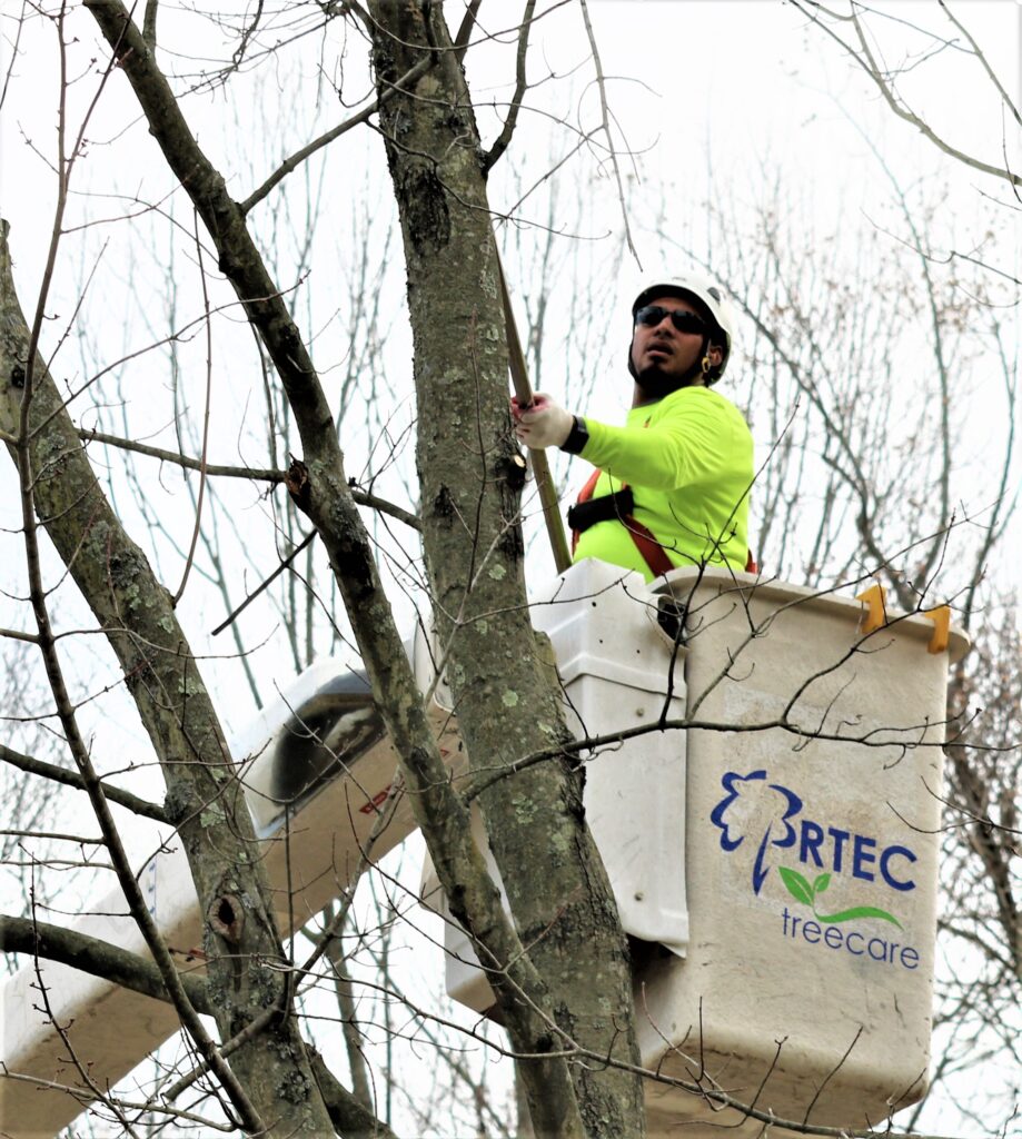 best time to trim trees is in the winter when the tree is dormant - RTEC Treecare tree service doing work on dormant tree 