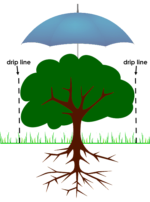 umbrella over tree, illustrates the drip lines to be watchful of when landscaping around trees 