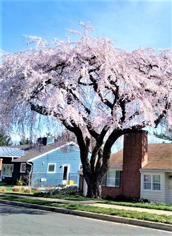 cherry tree supplied with biostimulants for years, not with fertilizer, by one of our Certified Arborists