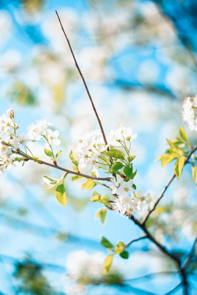 pruning trees in spring, white flowering tree branch