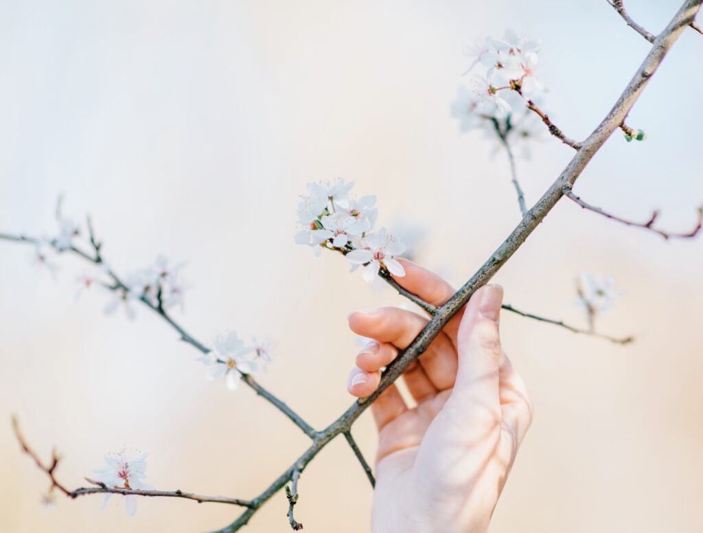 pruning trees in spring, person holding flowering tree branch