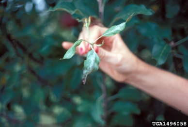 Apple scab disease symptoms seen on tree foliage.