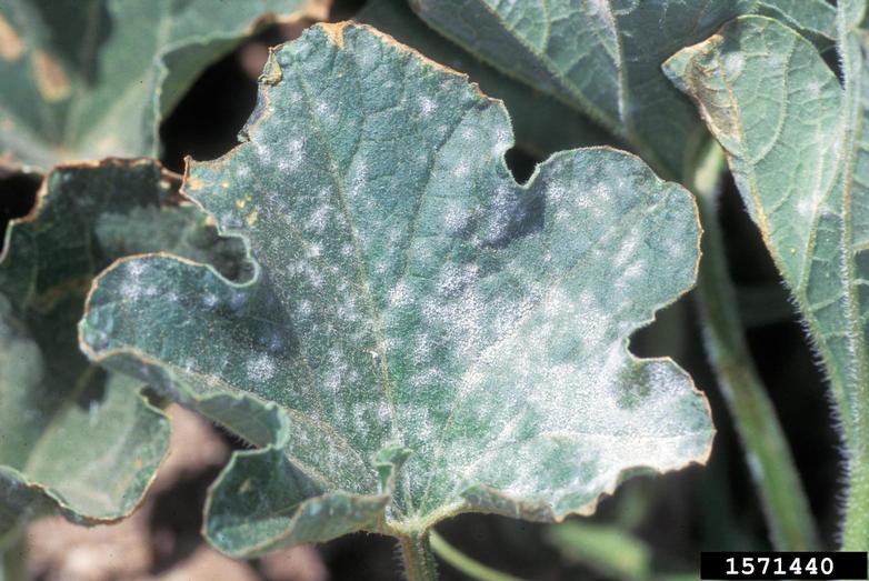 powdery mildew tree fungal disease on leaf, showing talcum powder-like growth 