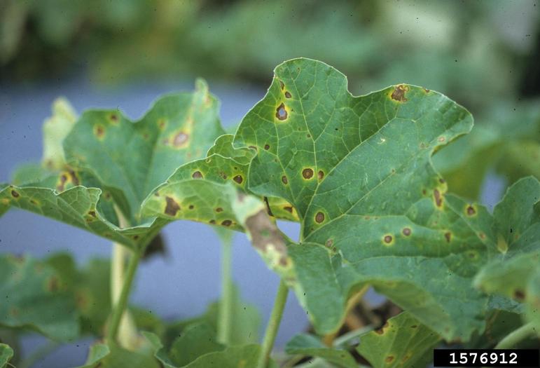 anthracnose fungal tree leaf disease, curled leaves with brown spots