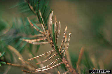 Spruce needle disease on tree leaves