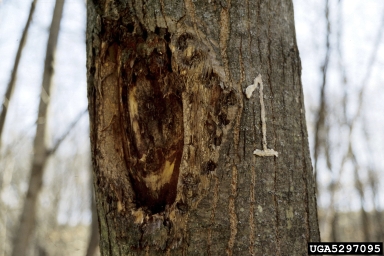 American chestnut blight symptoms on tree