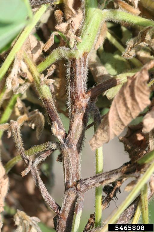 Phytophthora Root Rot 