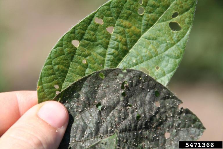 sooty mold fungal disease seen on tree leaves: tree pest infestation feeding and black coating 