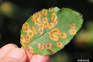 cedar apple rust brown dots on tree disease leaves