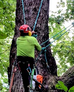 One of our tree service experts providing tree removal service on a local Bethesda, MD trail